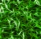 Abstract black and green fractal background