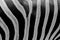 Abstract black and white Zebra natural fur and skin