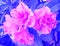 Abstract Blooming Pink Flowers Adenium Flower Double Petals Beautiful Sweet Bright With Purple Background