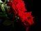 Abstract Blooming Rose Bright Red On Tree Beautiful Sweet Love Romance With Black Background