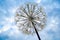 Abstract blue dandelion flower, close-up Silhouette dandelion flower on the sky. Macro seeds close up