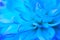Abstract blue floral background. Dahlia petals close up. Macro. Blurred image, soft focus. Close-up
