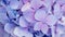 Abstract blue floral background. Purple hydrangea texture. Floral decor for presentation of natural cosmetics or perfume