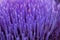 Abstract of blue petals of artichoke flower. Blurred focus