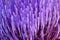 Abstract of blue petals of artichoke flower. Blurred focus