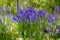Abstract bluebells in wood. Vertical panning emphasizes stems a