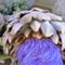 Abstract blur of artichoke flowers