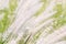 Abstract blur background of grass flower Feather Pennisetum.