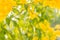 Abstract blur background of yellow flowers, Tecoma stans