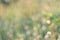 Abstract blur grassland bokeh