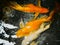 Abstract blur: group of gold fancy carp long caudal fin swim un