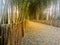 Abstract blur  small pathway surrounded by bamboo