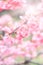 Abstract blur and soft Pink sakura