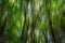 Abstract blur of trees background