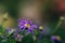 Abstract blur violet daisy flower blooming in blurry background