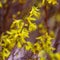 Abstract blurred background with bokeh and blooming forsythia branch in springtime. Gradient backdrop.