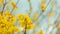 Abstract blurred background with bokeh and blooming forsythia branch in springtime. Spring nature wallpaper blurry backdrop.