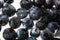 Abstract blurred background with ice covered blueberries