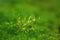 Abstract blurred background moss and dew drops