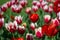 Abstract blurred background of red flowers and green grass. Defocus of colorful tulips