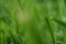 Abstract blurred bright color nature background. Bright green color of rye meadow moving on the wind, macro close-up