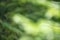 Abstract blurred defocused greenery  floral background