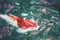 Abstract blurred fancy carp fish, koi fish, swimming in the pond