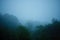 Abstract blurred foggy forest. Abstract forest background.