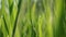 Abstract blurred image of rice seedling leaf green and fresh, and closeup nature view of green leaf on blurred greenery background