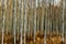 Abstract blurred photo of birch grove in autumn. Motion blur