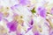 Abstract blurred of purple orchids, Rhynchostylis coelestis.