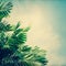 Abstract blurred texture of paper with coconut tree and blue sky