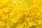 Abstract blurred of yellow flower, American marigold.