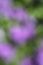 Abstract blurry natural purple and green background with bright round bokeh