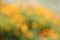 Abstract blurry natural yellow and green background with bright round bokeh
