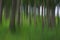 Abstract blurry pine tree forest
