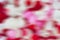 Abstract blurry rose petals