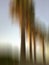 Abstract blurry tree photography. Modern art