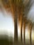 Abstract blurry tree photography. Modern art