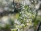 Abstract bokeh effect and purposely blurred view of sunlight throught green leaves and water droplets. Green, silver and grey