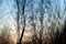 Abstract Bokeh of trees. Winter