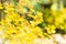 Abstract bokeh of yellow flower, Oncidium orchid