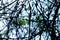 Abstract branches with sky above and a few leaves