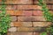 Abstract brick wall stone with weed background.