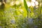 Abstract bright blurred background with spring and summer small blue flowers and plants. With beautiful bokeh in the sunlight