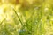 Abstract bright blurred nature background with spring and summer flowers, grass and plants