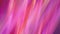 Abstract, bright, pink-purple background. With diagonal multicolored lines. Backgrounds
