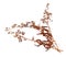 Abstract brown twig of dried bush with small open bolls seeds