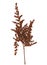 Abstract brown twig of dried bush with small open bolls seeds, f