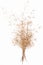 Abstract brown twig of dried bush with small open bolls seeds, flowers, isolated elements on white background for scrapbook